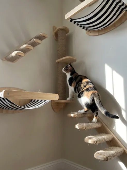 Katze im Haus beschäftigen: So wird deine Wohnung zum Katzenparadies - Sweetypaws.com