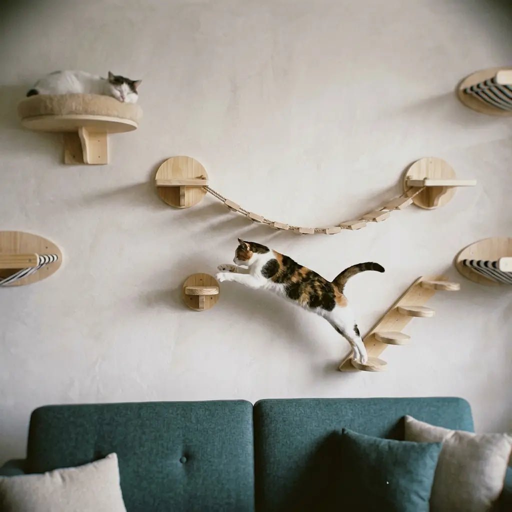 Wie hoch können Katzen springen – und wie hoch ist noch sicher? - Sweetypaws.com