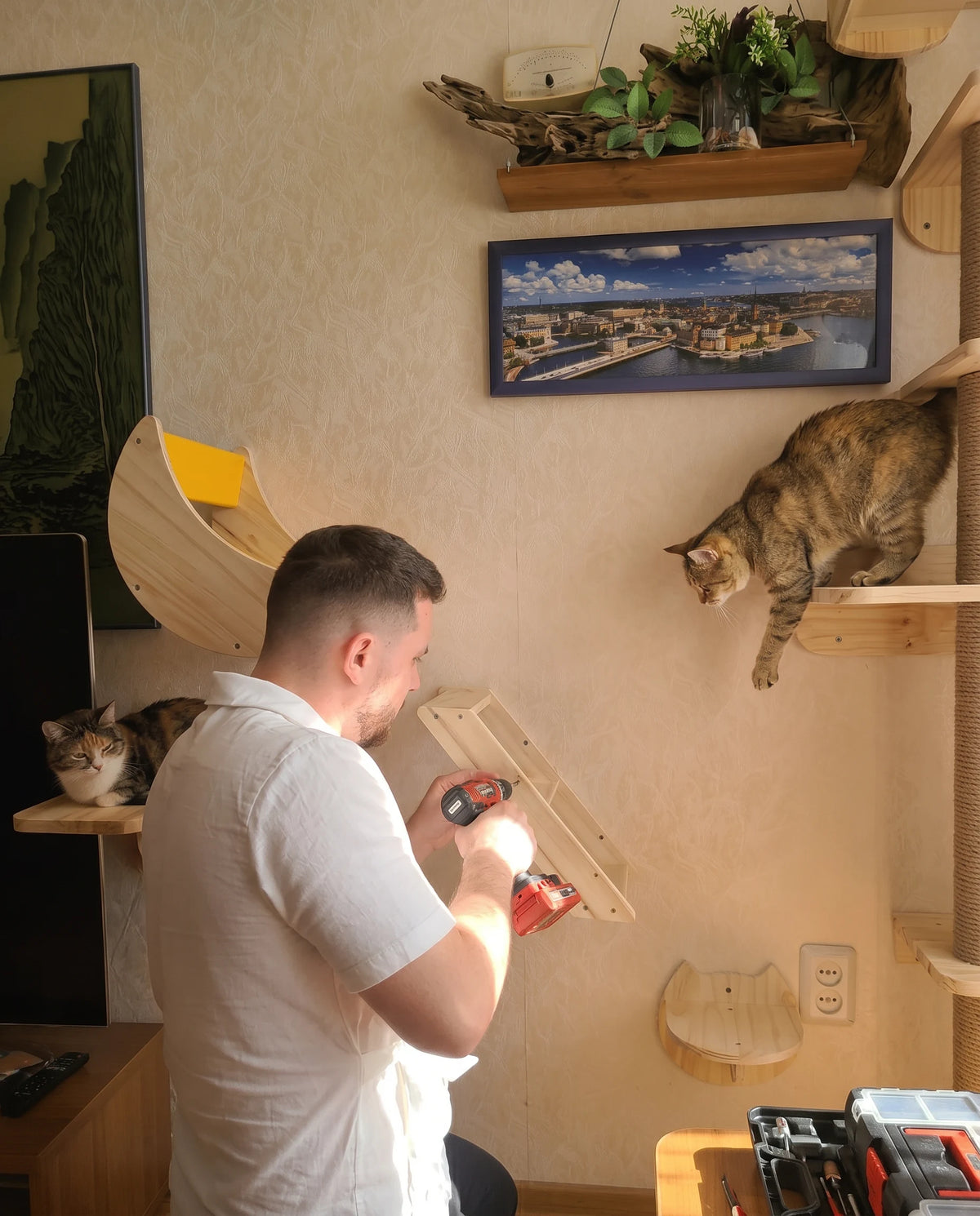 Katzenwand selber bauen mit Sweetypaws Holzelementen — Mann montiert Katzenwand mit Katzen