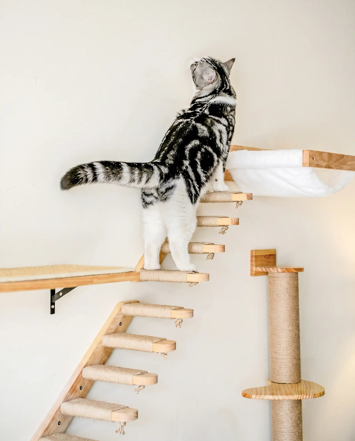 Climbing wall for cats — Cat actively climbing Sweetypaws wooden wall elements