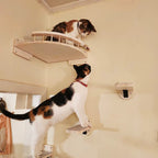 Catwall Stepping Stone - Sweetypaws Catwall Elements