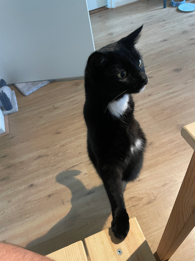 Iva — our little tripod