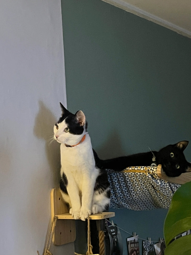 Nils and Loki on our first cat wall