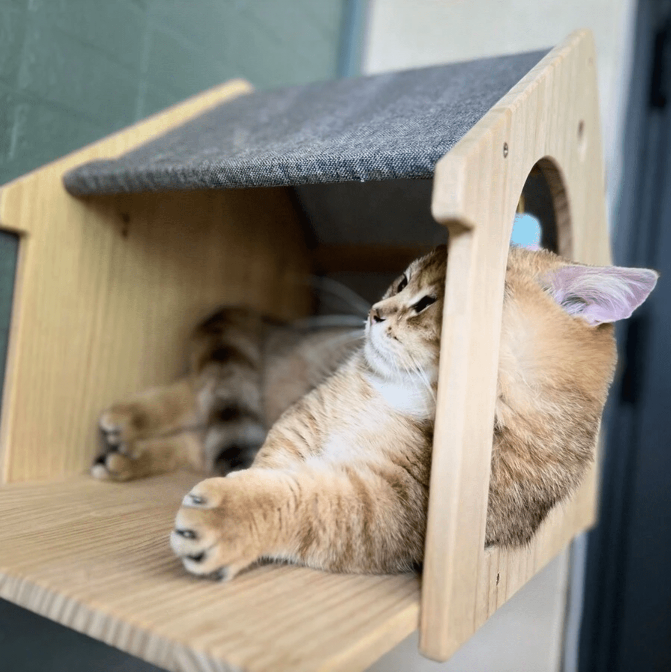 Cozy Cat Cave - Sweetypaws Catwall Elements - Sweetypaws.com