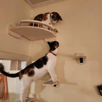 eckregal-fur-katzen-kletterwand-wohnzimmer
