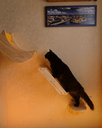 Halfmoon Cat Bed - Sweetypaws Catwall Elements - Sweetypaws.com