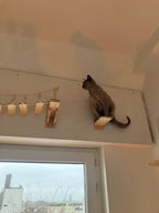 katzen-kletterwand-idee-ueber-dem-fenster
