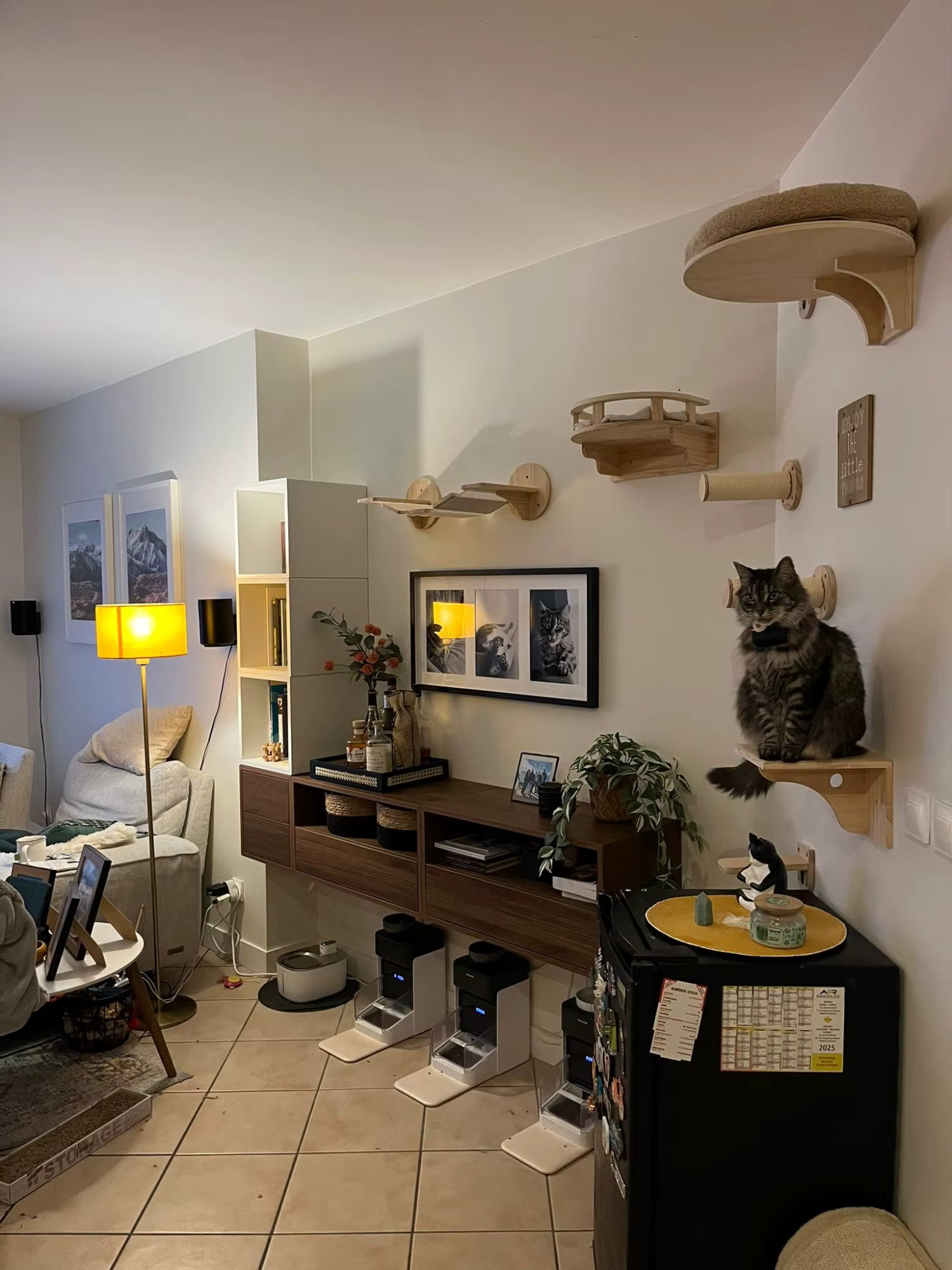 katzen-kletterwand-live-beispiel-mit-katze
