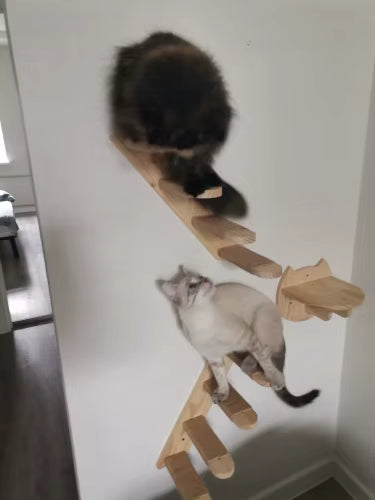 katzen-kletterwand-wandtreppen-idee
