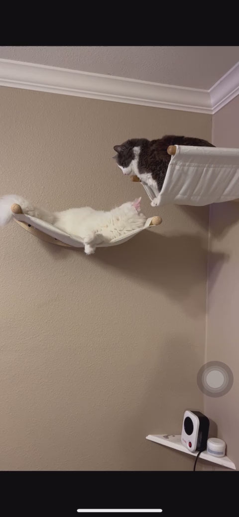 haengematte-katze-wand-weiss-zwei-katzen-spielen-video