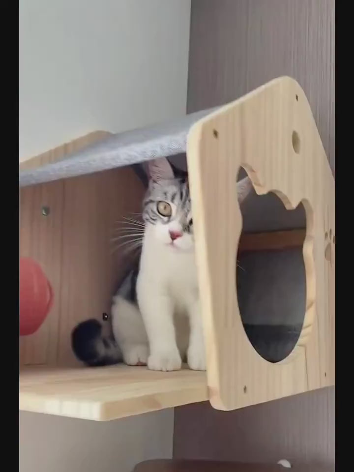 katzen-kletterwand-wandhaus-mit-katze-video