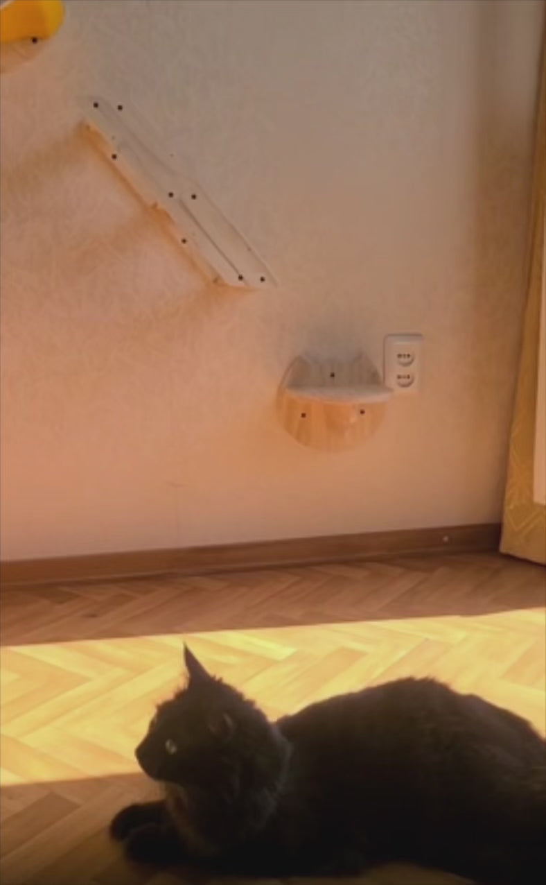 katzen-kletterwand-katzentraining-spielen-an-der-wand-video