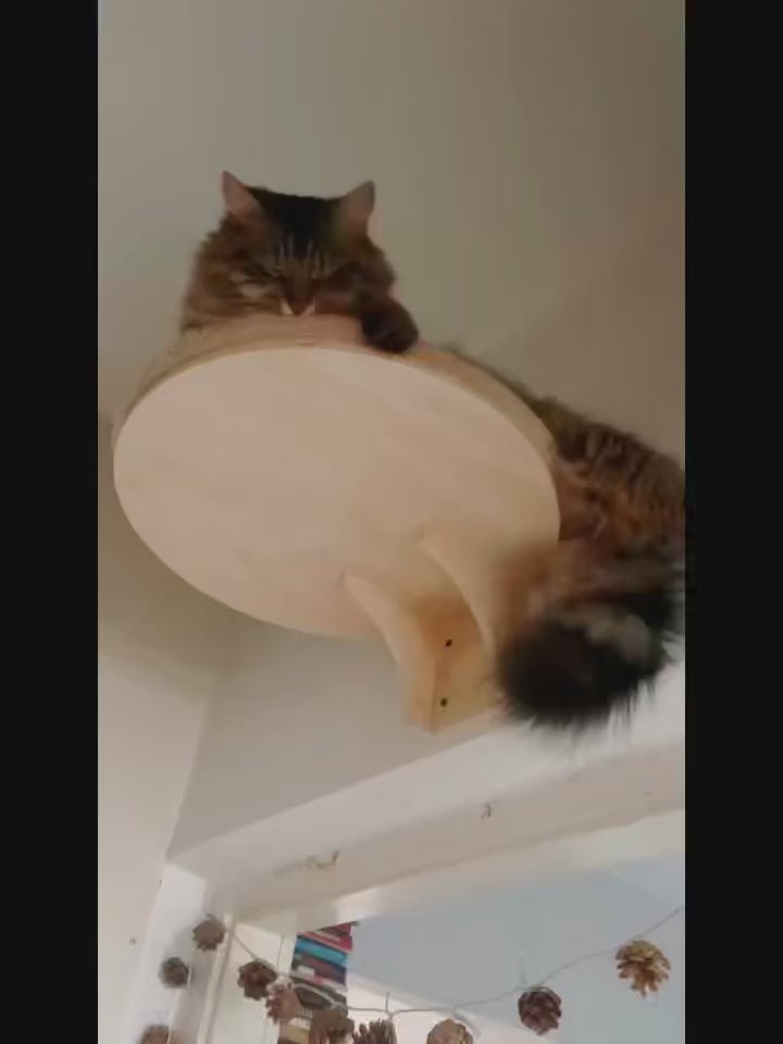 katzen-wandbett-mit-katze-video