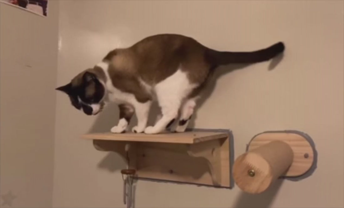 katzen-kletterwand-wandplattform-mit-katze-video