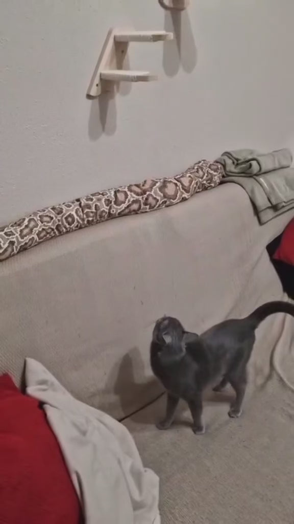 katzen-kletterwand-wandtreppe-zweistufig-video
