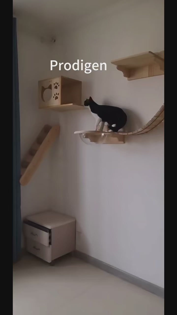 katzen-kletterwand-rundes-plattform-mit-glaskuppel-produktfoto
